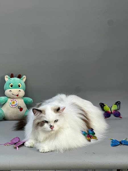 Hình ảnh Tini pet - 4