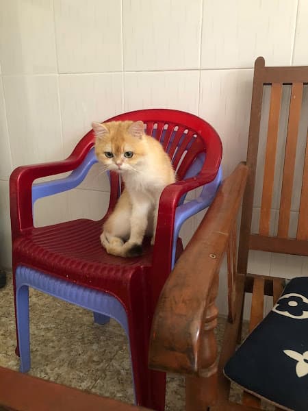 Hình ảnh Tom Petshop - 2