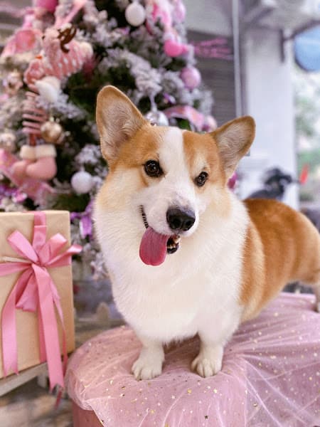 Hình ảnh HUYEN PET SPA - 5