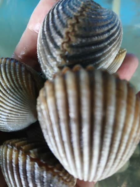 Hình ảnh Vựa Hải Sản Hoài Phương - 3