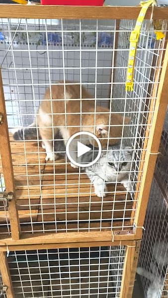 Hình ảnh Trại mèo Trang Miu - 3