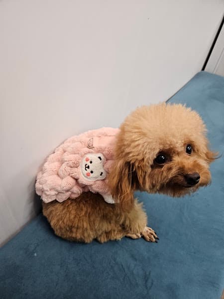 Hình ảnh Phòng khám thú y K-Pet - 2