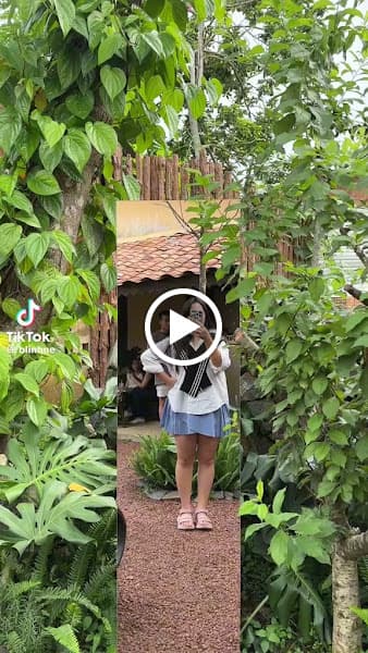 Hình ảnh Bánh xèo zòn tan - CN Bảo Lộc - 2