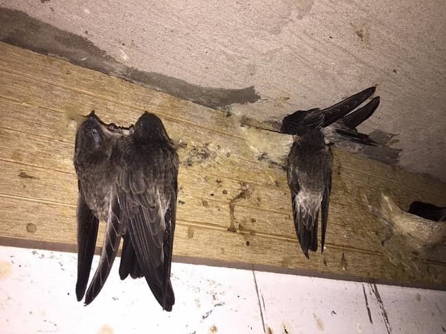 Hình ảnh Yến Sào Thiên Thọ - 3