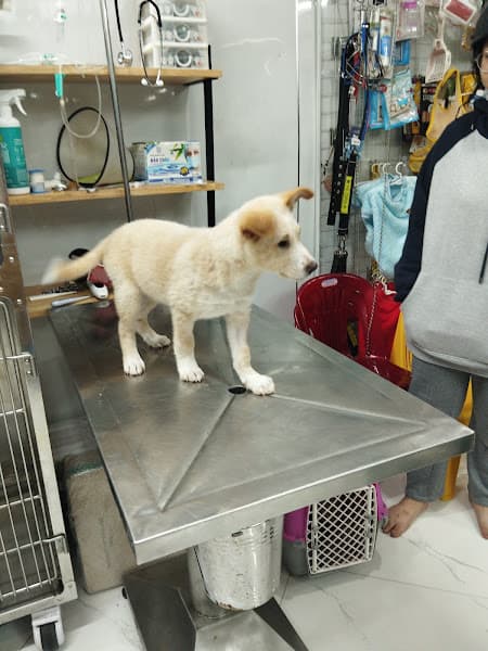 Hình ảnh Phòng Khám Thú Y Thanh Đàm 106 Hùng Vương - 2