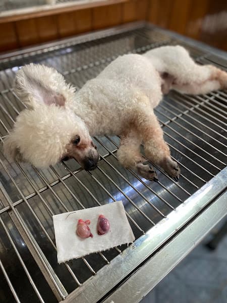 Hình ảnh Phòng Khám Thú Cưng Fido Pet - 4