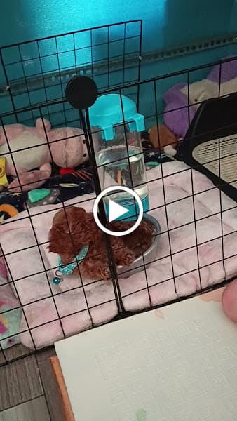 Hình ảnh GAVI - Spa Thú Cưng - 2