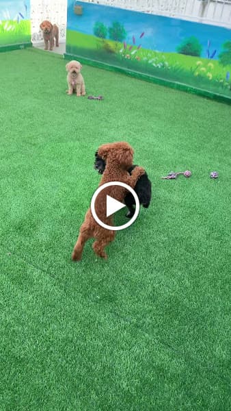 Hình ảnh Bed & Bark - 4