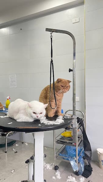 Hình ảnh Phòng khám thú y- spa Bs Nên - 2