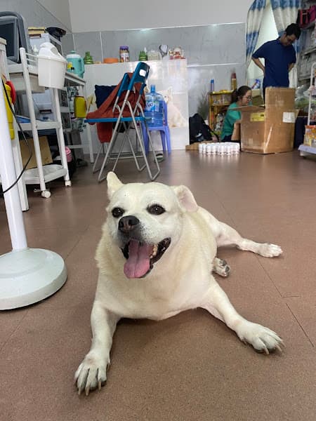 Hình ảnh Phòng Khám Thú Y Pidian Pet Care Bác Sĩ Diễm - 2