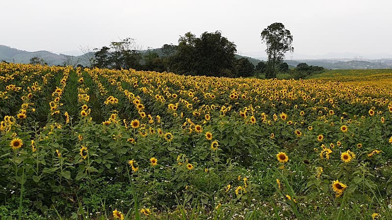 Hình ảnh Đồi hoa hướng dương Nghệ An - 2