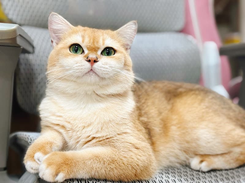 Hình ảnh VC Pet Shop - Thức Ăn, Phụ Kiện Thú Cưng - 6