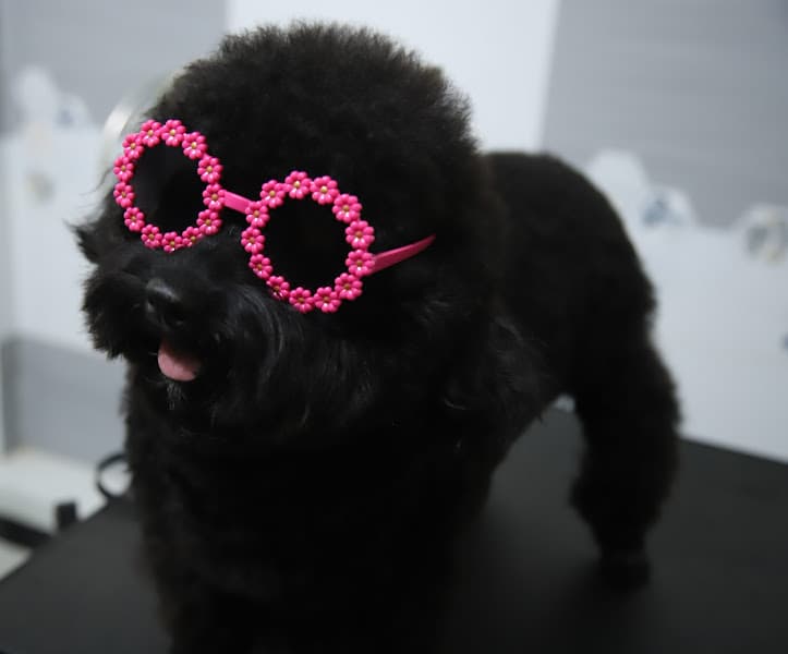 Hình ảnh BAO BAO PET CẦN THƠ - 2