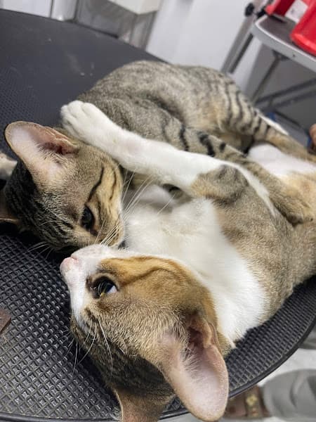 Hình ảnh Phòng Khám Thú Y TIẾN HƯƠNG - 2