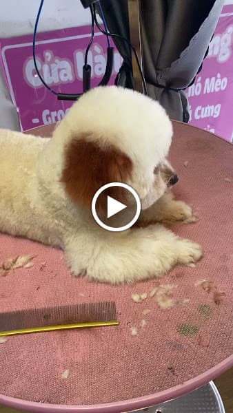 Hình ảnh Phòng khám thú Y Pet Hospital - 5