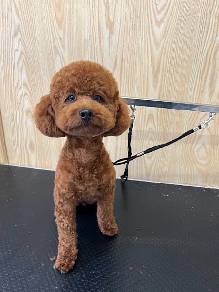 Ảnh bìa Inu Pets Spa thú cưng Đà Lạt