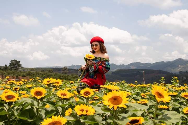 Vườn hoa cải trắng - hướng dương