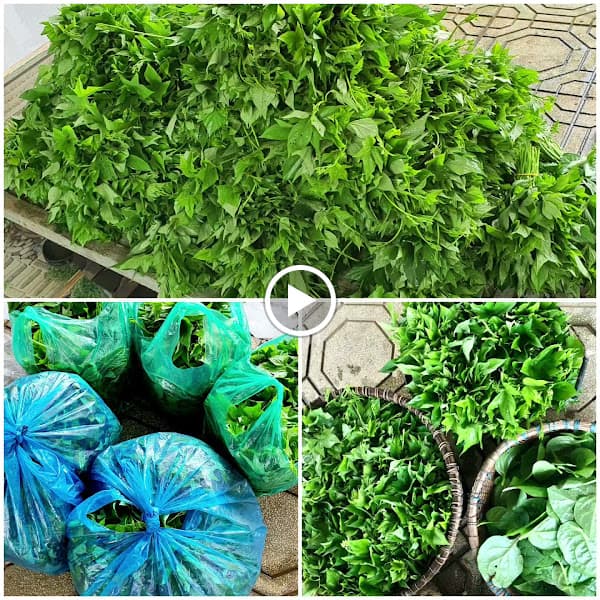 Hình ảnh Nông sản Cô Ba Chuyên - 2
