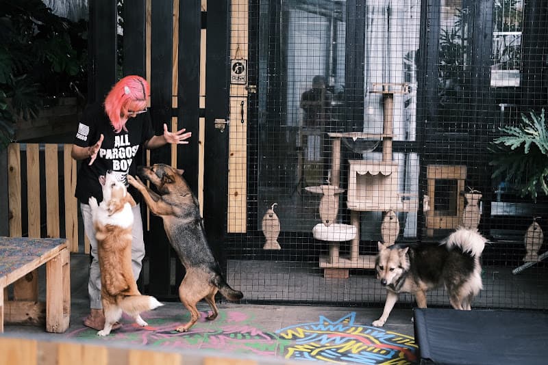 Hình ảnh Nhà trẻ Chó Xương - Khách sạn chó mèo Tân Phú - Bình Tân - 2