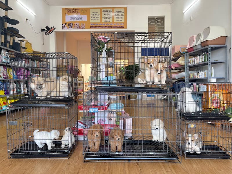 Hình ảnh Mua chó Poodle – Corgi – Phốc Sóc Đà Nẵng - 4