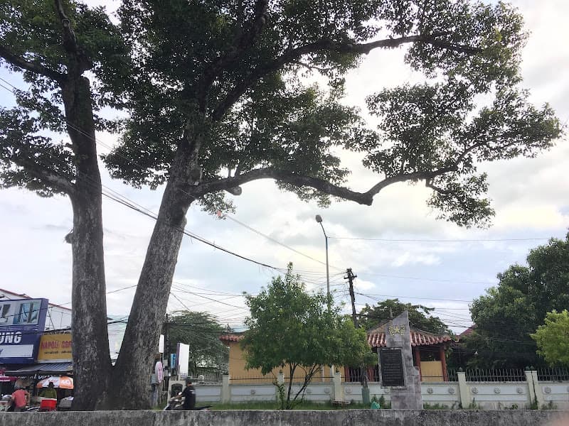 Cây dầu đôi Diên Khánh