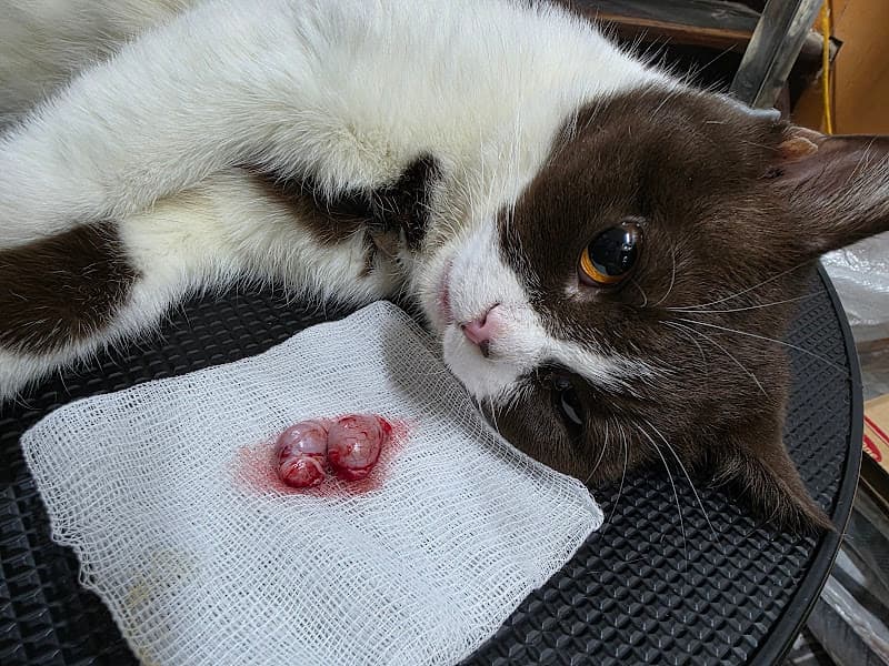 Hình ảnh Phòng khám thú y K-Pet - 7