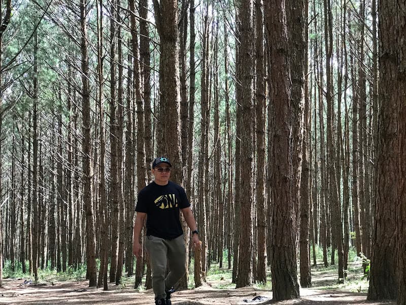 Hình ảnh Rừng thông - 2