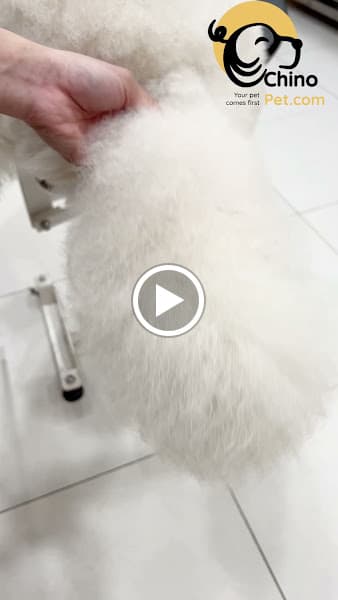 Hình ảnh Chinopet - Your Pet Comes First - 4