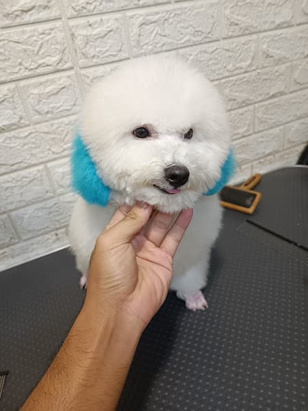 Hình ảnh CỪU PETSHOP - 2