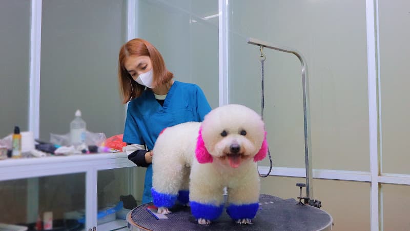 Tiệm Thú Cưng Đà Nẵng