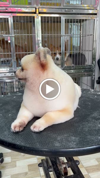 Hình ảnh Cắt tỉa lông thú cưng Cần Thơ - SUPET Spa & Grooming - 3