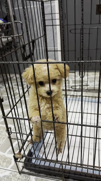 Hình ảnh Trang Trại Chó Cảnh Lâm Ngọc Diệu - 3