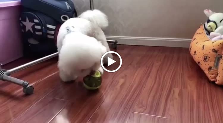 Hình ảnh Hana pet - 4