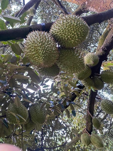 vườn trái cây nguyễn Quốc