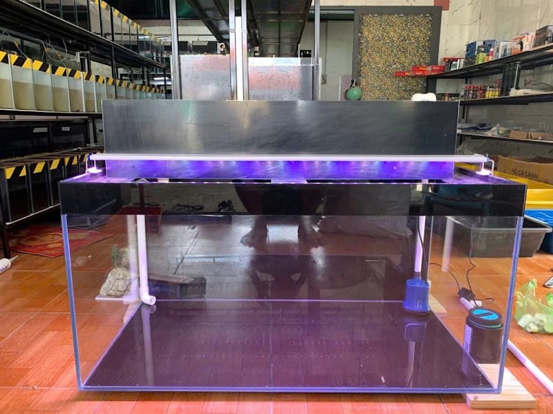 Hình ảnh Cá Cảnh Bờm Fish - 2