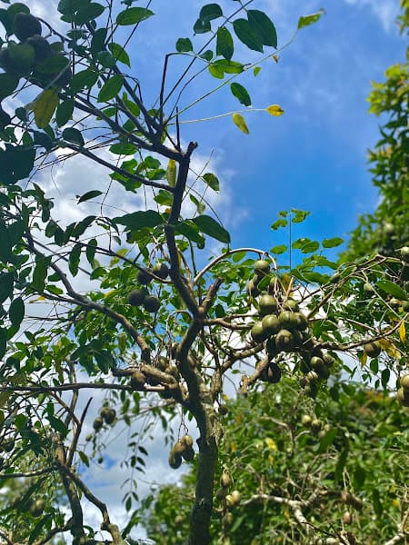 Hình ảnh VƯỜN CÂY ĂN TRÁI CHÚ BẢY- DÌ TÁM - 6