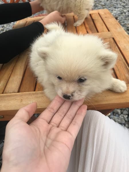 Hình ảnh COn Mều Shop - Cửa Hàng Thú Cưng Hải Dương - 7