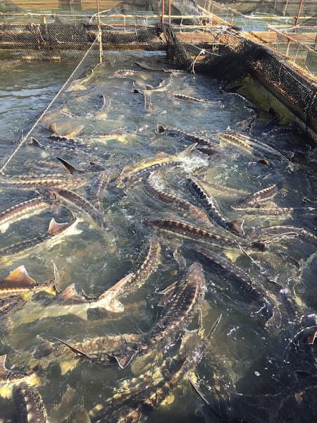 Hình ảnh Công Ty TNHH Một Thành Viên Cá Tầm Việt Nam – Sơn La - 5