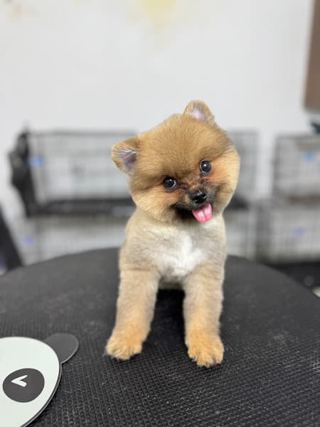 Hình ảnh Bệnh Viện Thú Y PetHealth Hải Phòng - 6