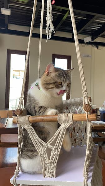 Hình ảnh The FAN - 2