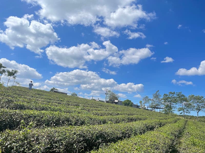 Hình ảnh Đồi Chè Bảo Lộc - 2