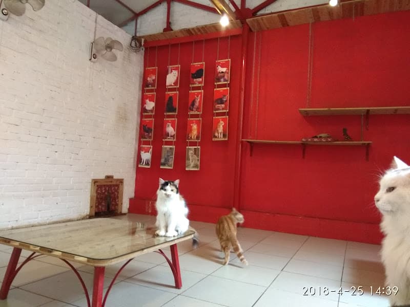 Ảnh bìa Dobodo Town