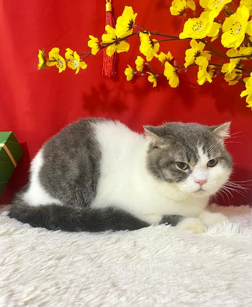 Hình ảnh Phòng khám thú y Maika Pet - Khám chữa bệnh, Spa chó mèo và Petshop - 3