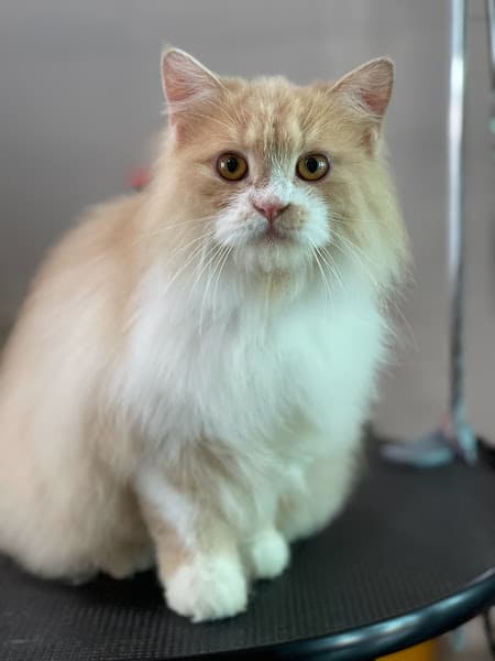 Hình ảnh Spa Hotel Thú Cưng-Pet Family Huế - 3