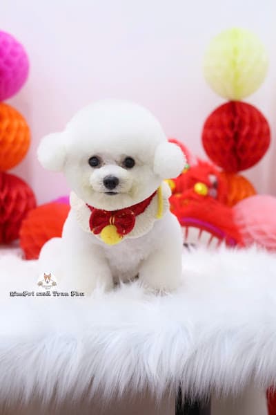 Hình ảnh KimPet Sađec Spa&Grooming, Hotel thú cưng - 2