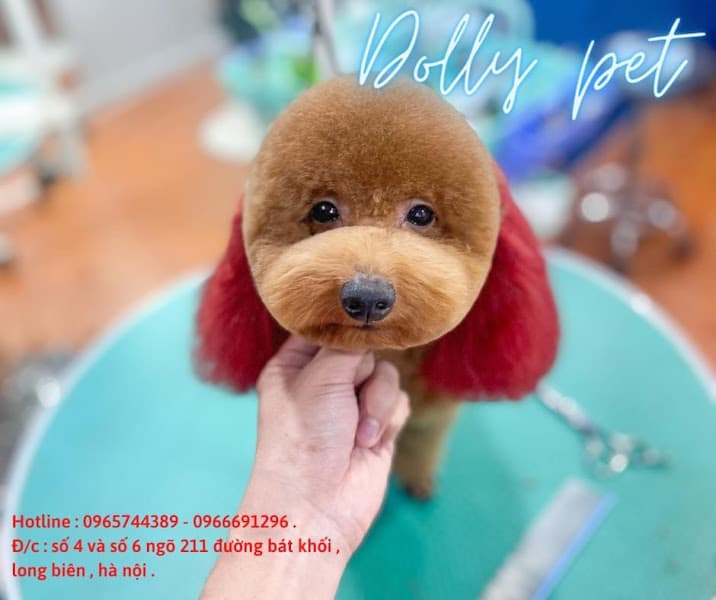 Hình ảnh DollyPet – Spa thú cưng ,Tắm cắt tỉa chó mèo Long Biên | Tắm cắt tỉa chó mèo - 6