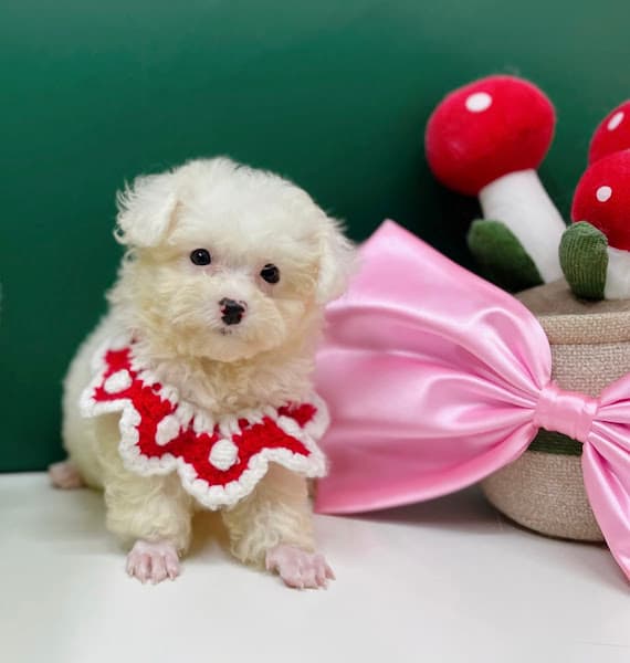 Hình ảnh Nuôi Mèo Pet Shop - 2