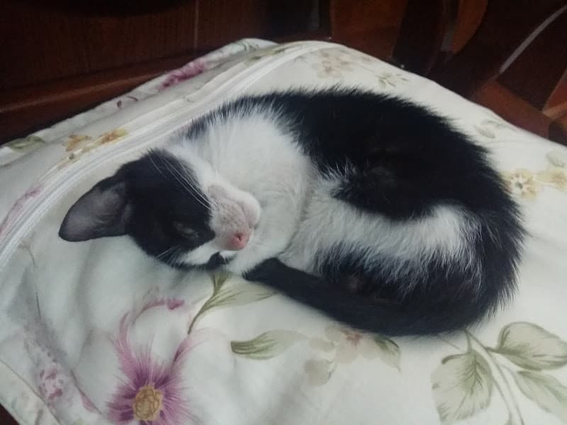 Hình ảnh Thế Giới Di Động - 2