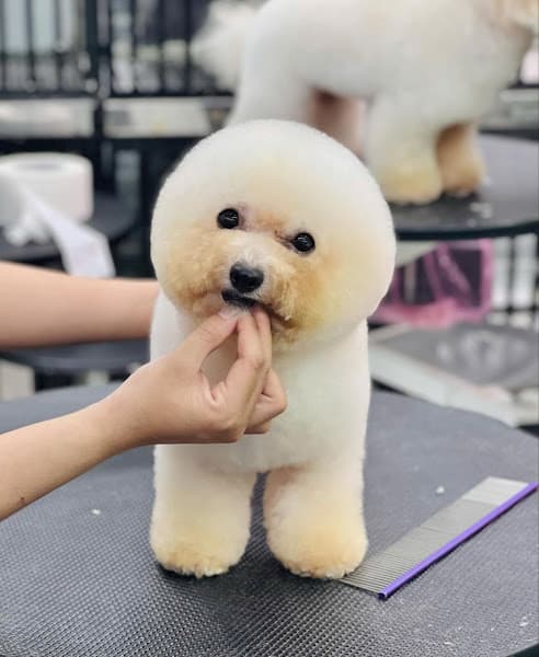 Hình ảnh Ria Mép Petshop ( Siêu thị mua sắm,spa thú cưng) - 4