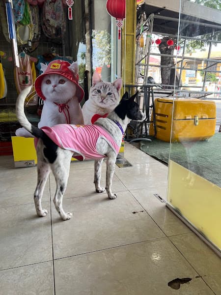 Hình ảnh Petwin Trà Vinh - Siêu Thị Thú Cưng - 4